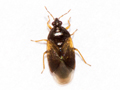 Orius vicinus
